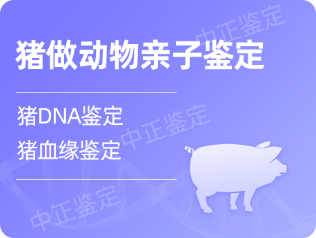 温州猪做动物亲子鉴定